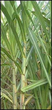 sugarcane stalk